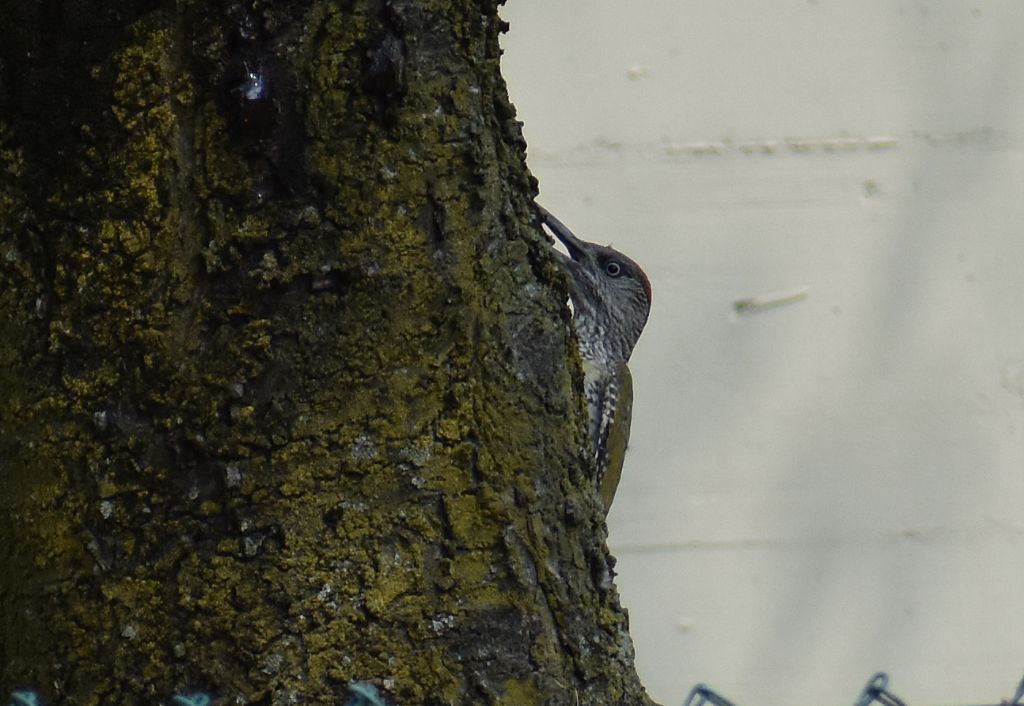 Picchio verde (Picus viridis)